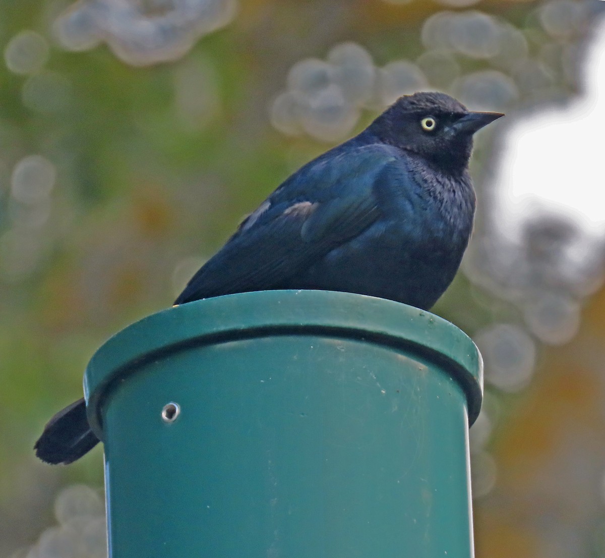 Brewer's Blackbird - ML618623984