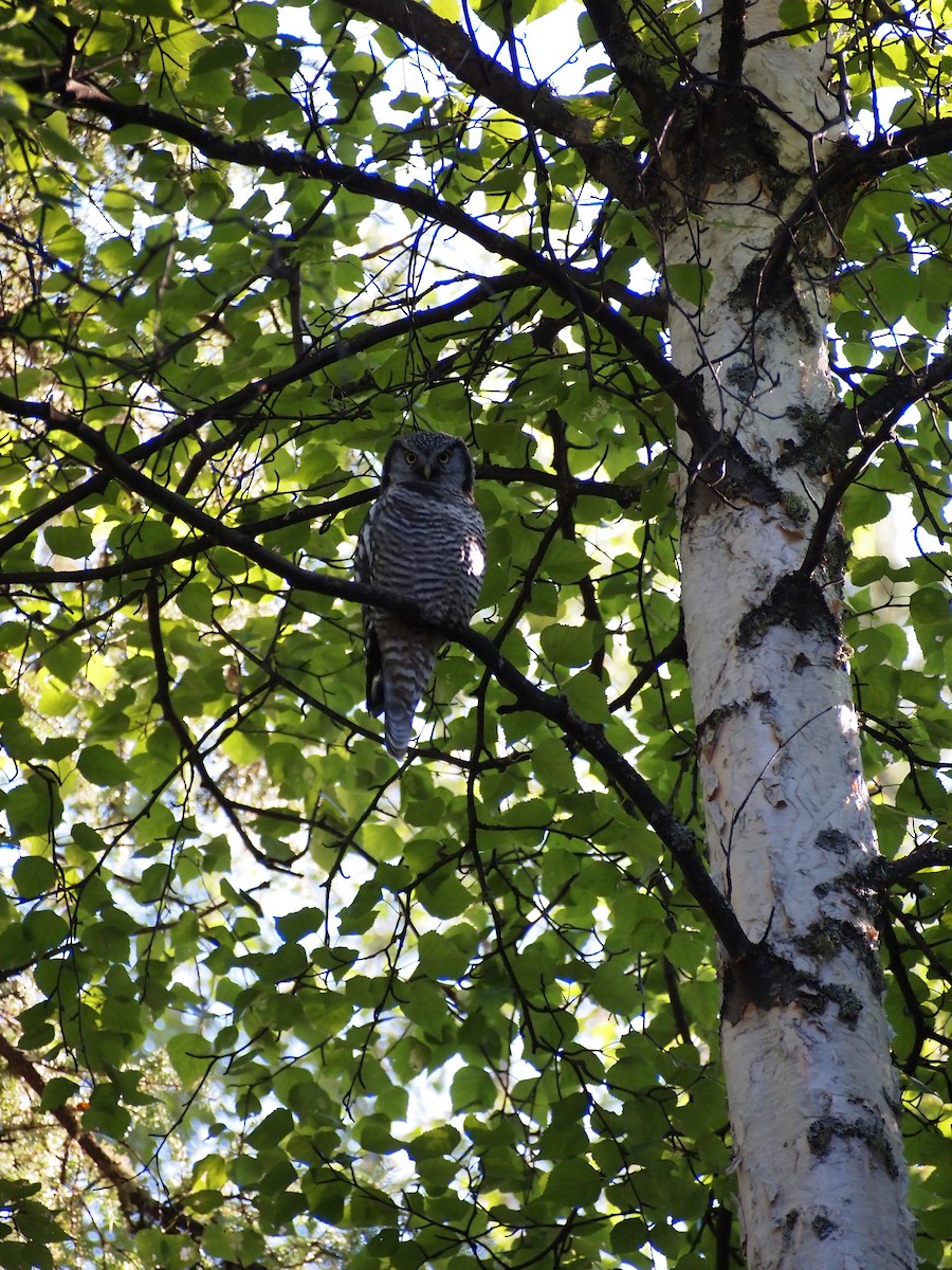 Northern Hawk Owl - ML618623986