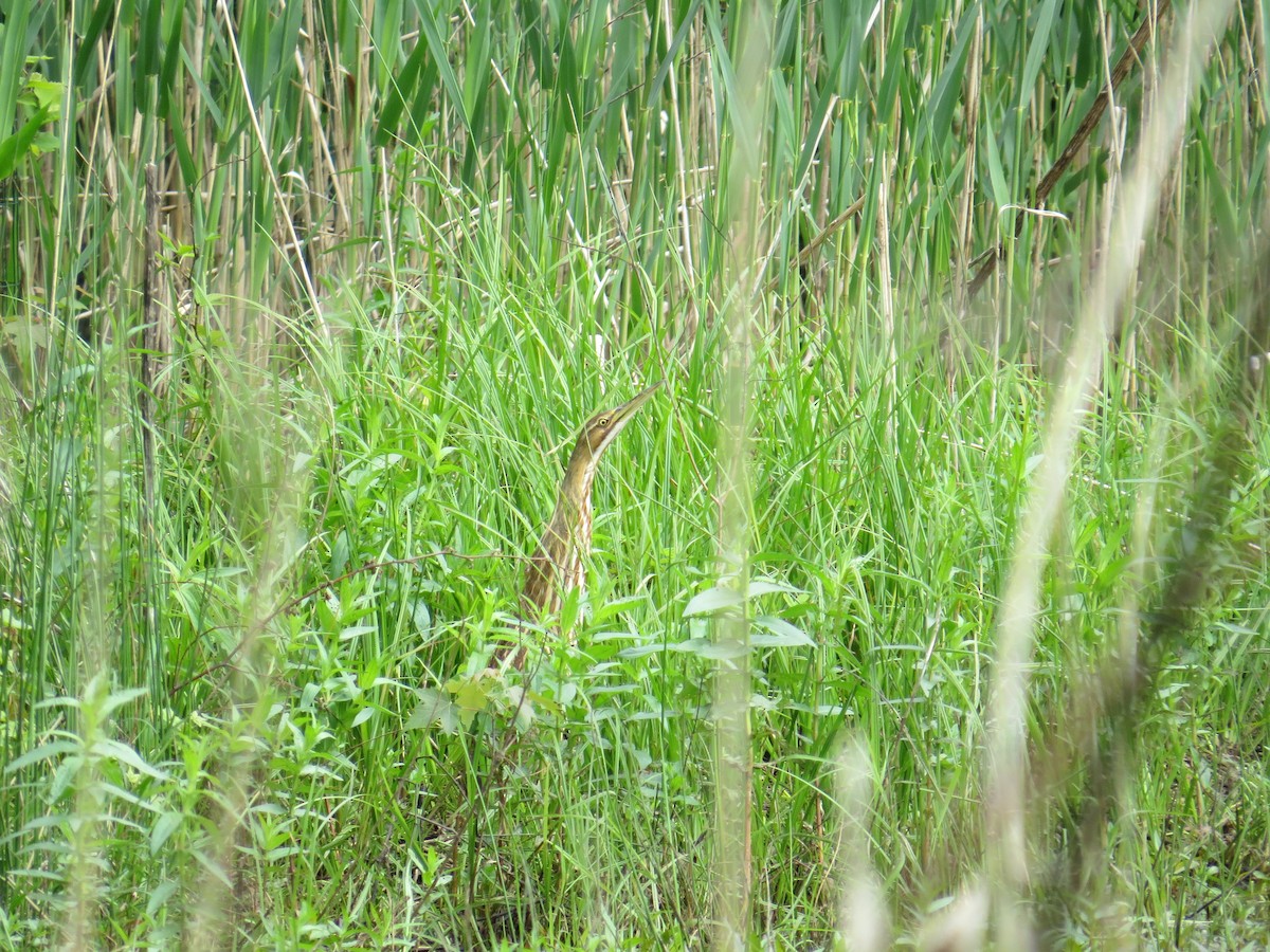 American Bittern - ML618623992