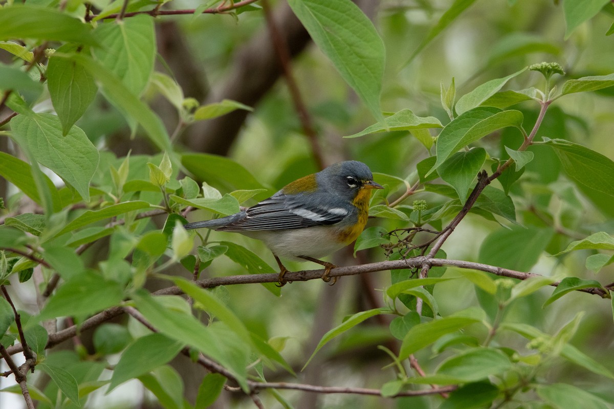 Northern Parula - Jack Sullivan