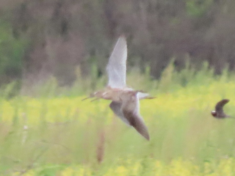 Short-billed Dowitcher - Ruben  Stoll