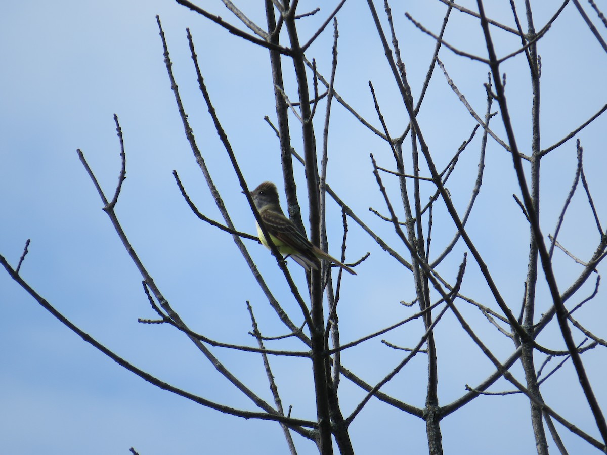 Great Crested Flycatcher - ML618624021