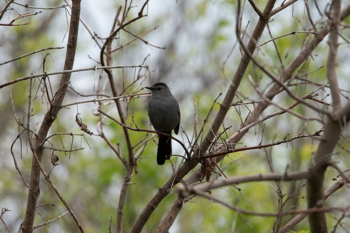 Gray Catbird - Jack Sullivan