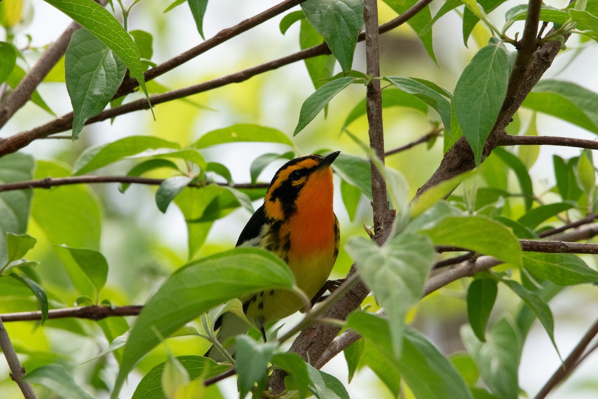 Blackburnian Warbler - Jack Sullivan