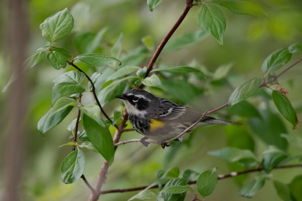 Yellow-rumped Warbler - Jack Sullivan