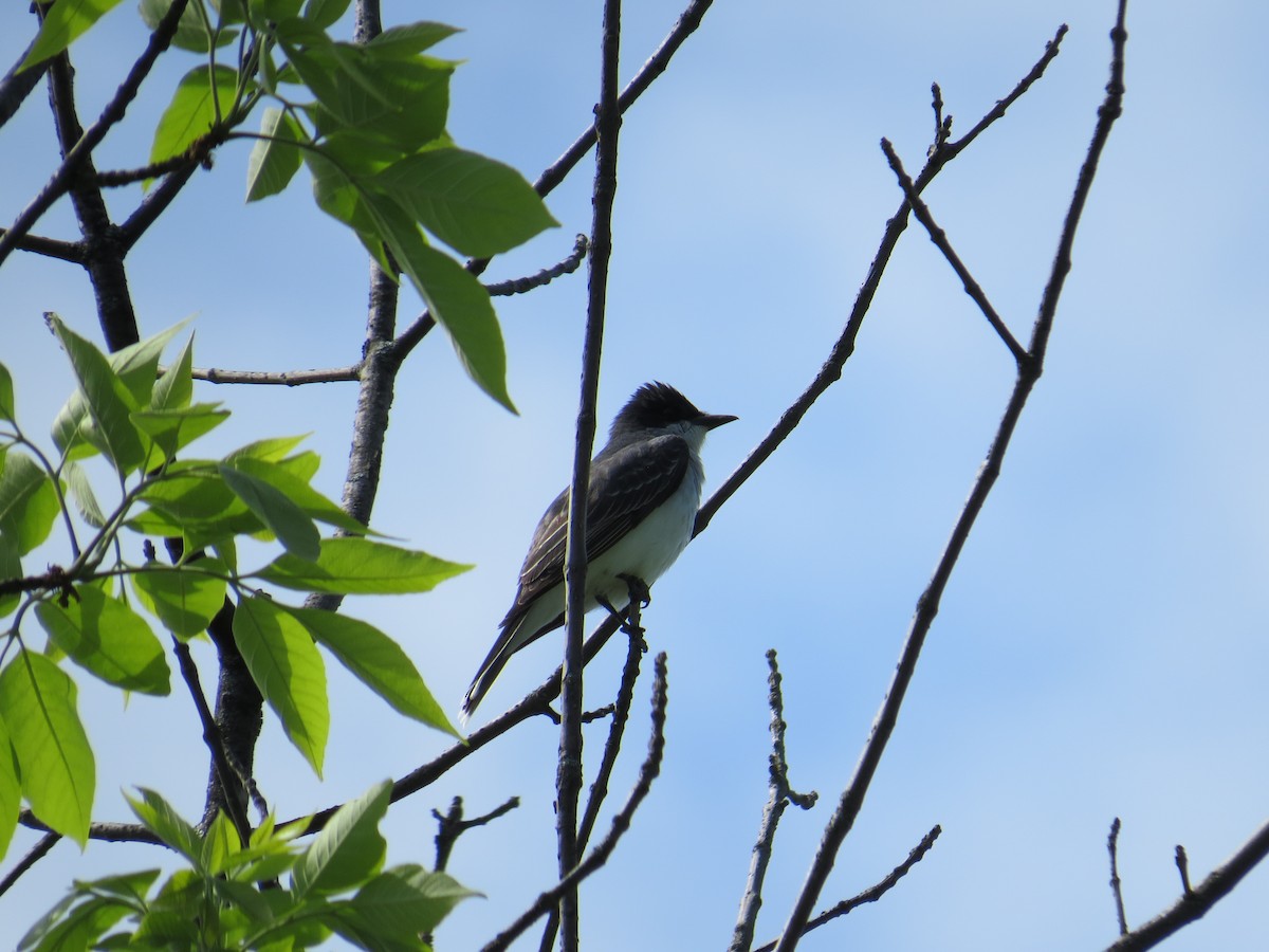 Eastern Kingbird - Damon Orsetti