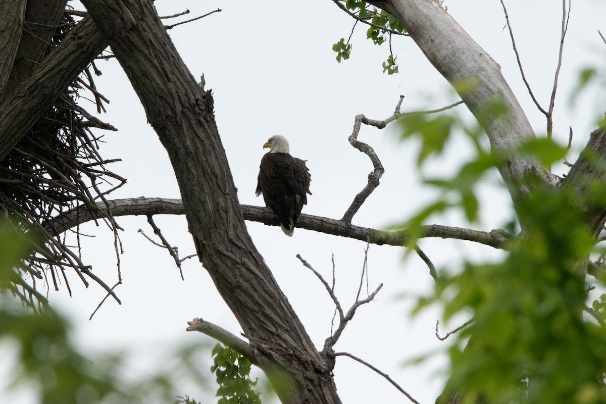 Bald Eagle - Jack Sullivan