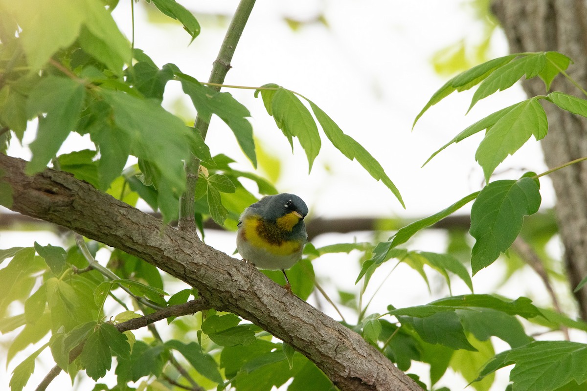 Northern Parula - Jack Sullivan