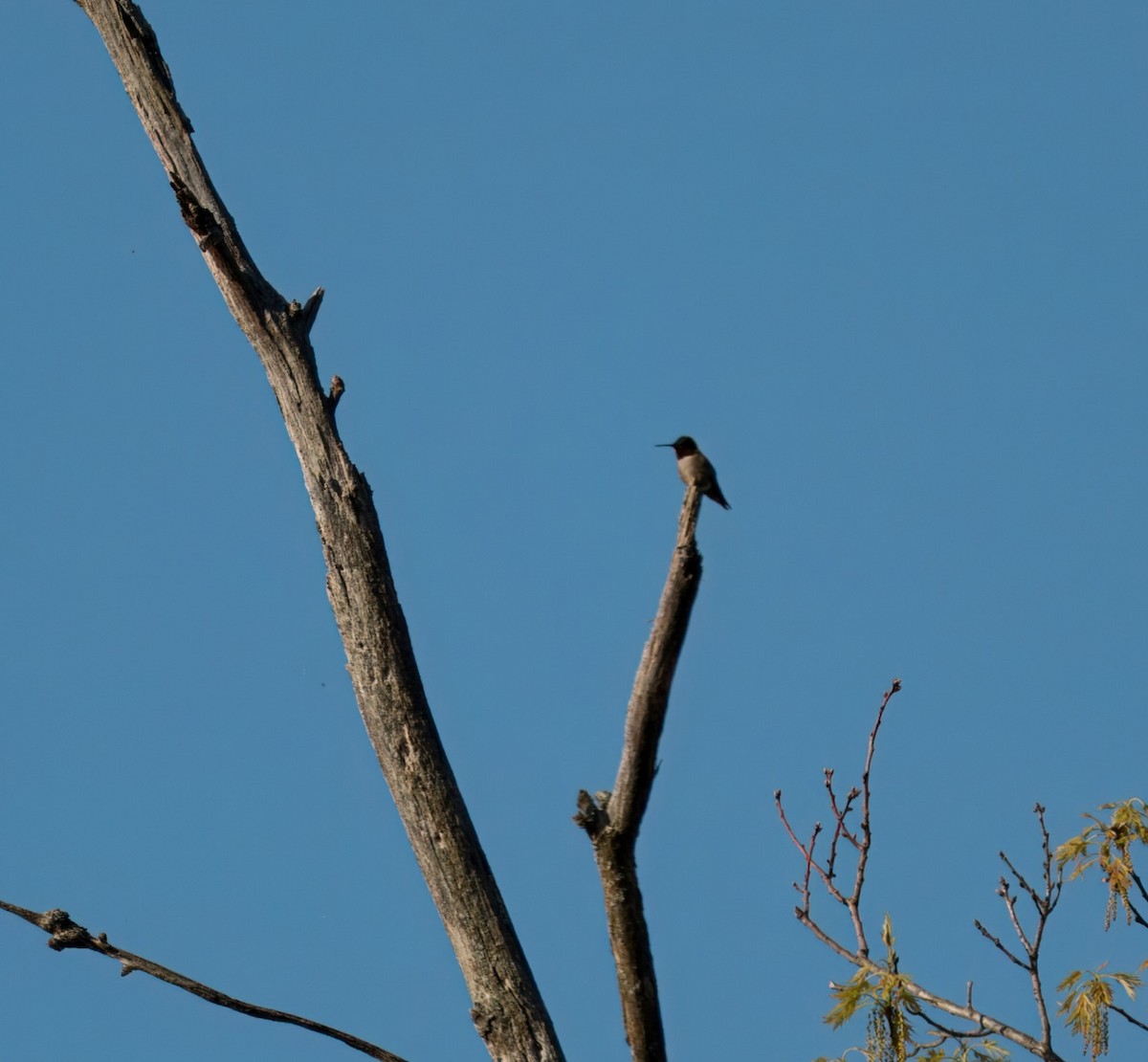 Ruby-throated Hummingbird - ML618624050