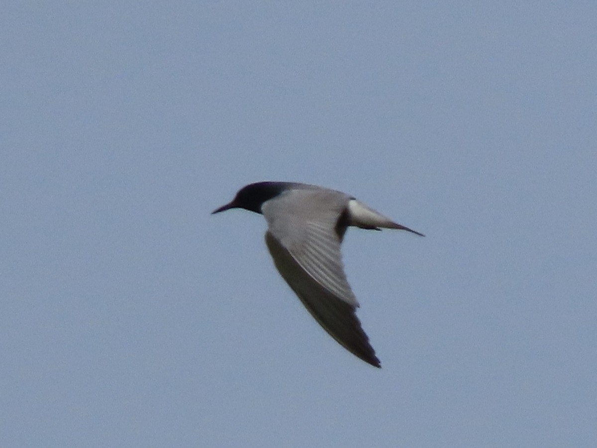 Black Tern - Ruben  Stoll