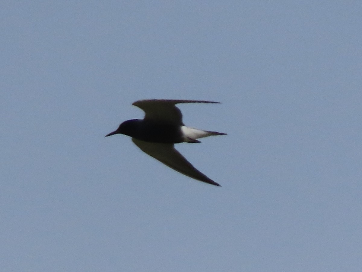 Black Tern - Ruben  Stoll