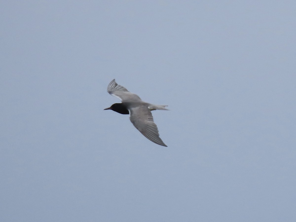 Black Tern - Ruben  Stoll