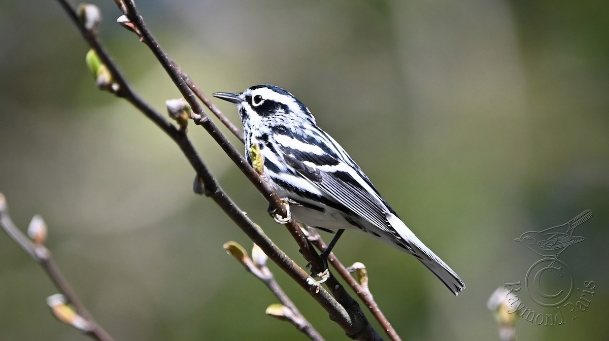 Black-and-white Warbler - ML618624061