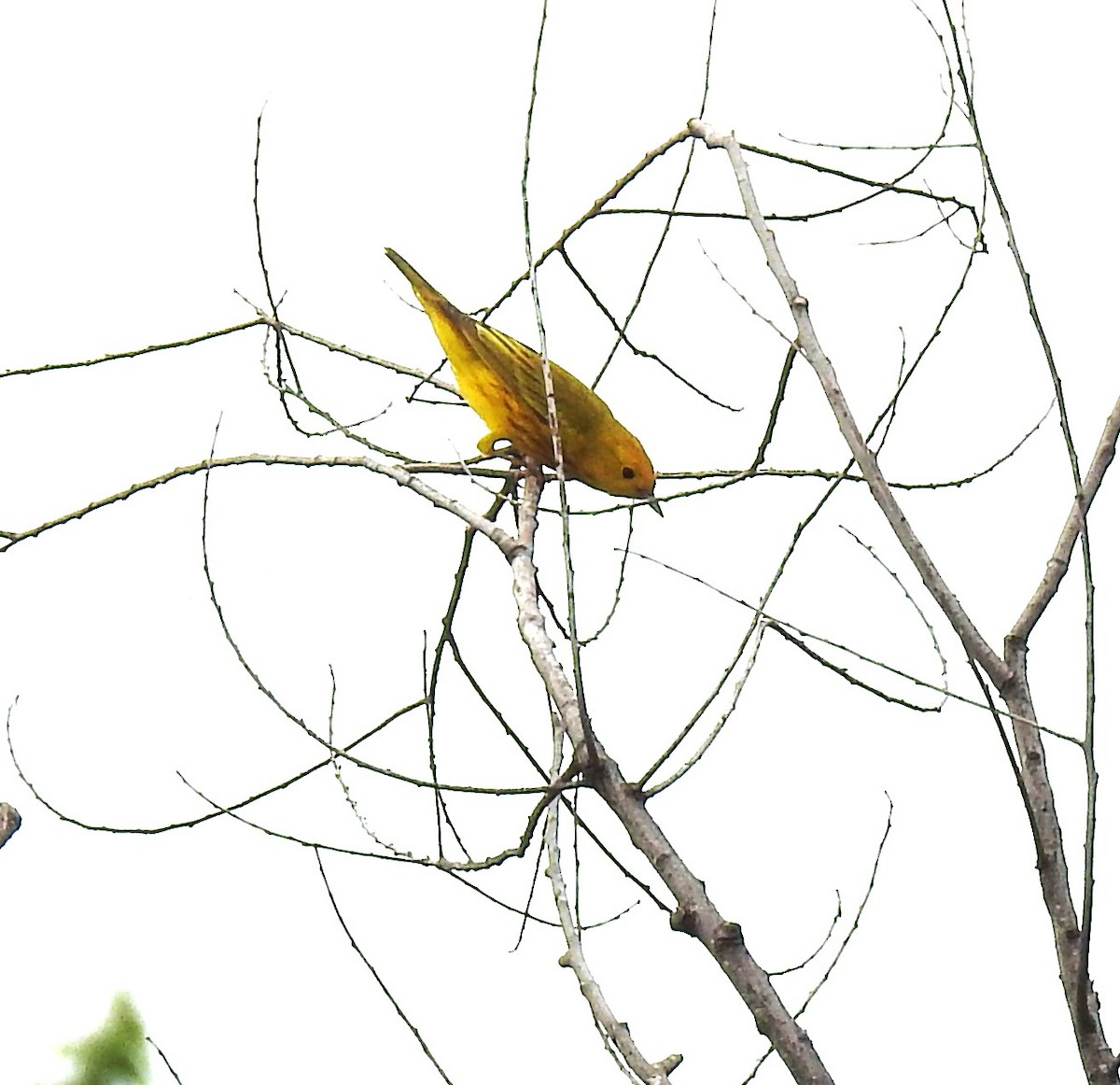 Yellow Warbler - Richard Park