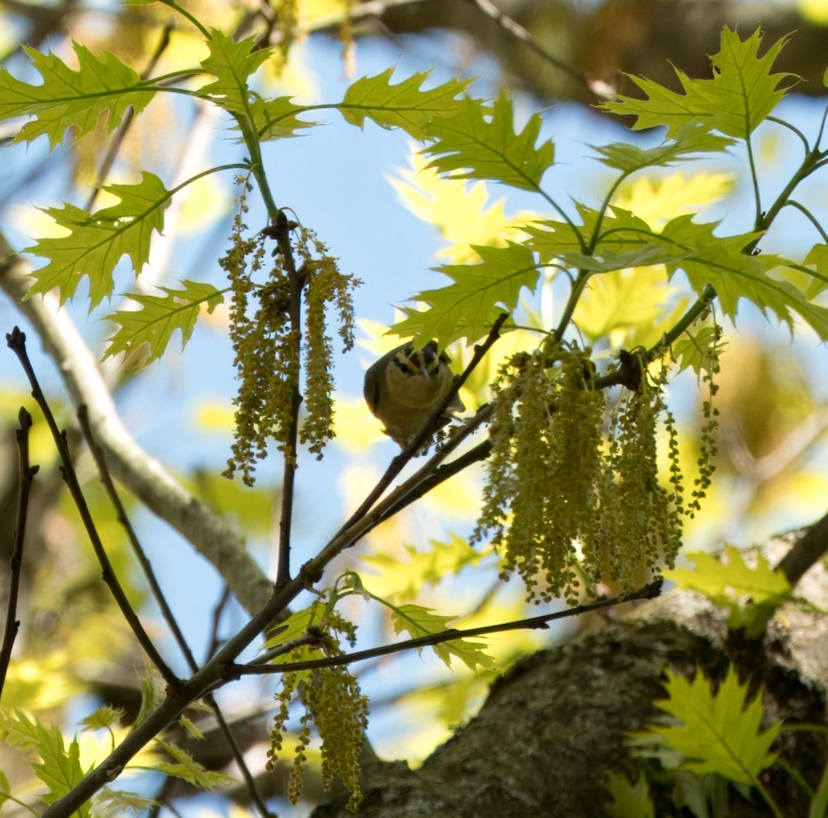 Worm-eating Warbler - Felipe Lopez