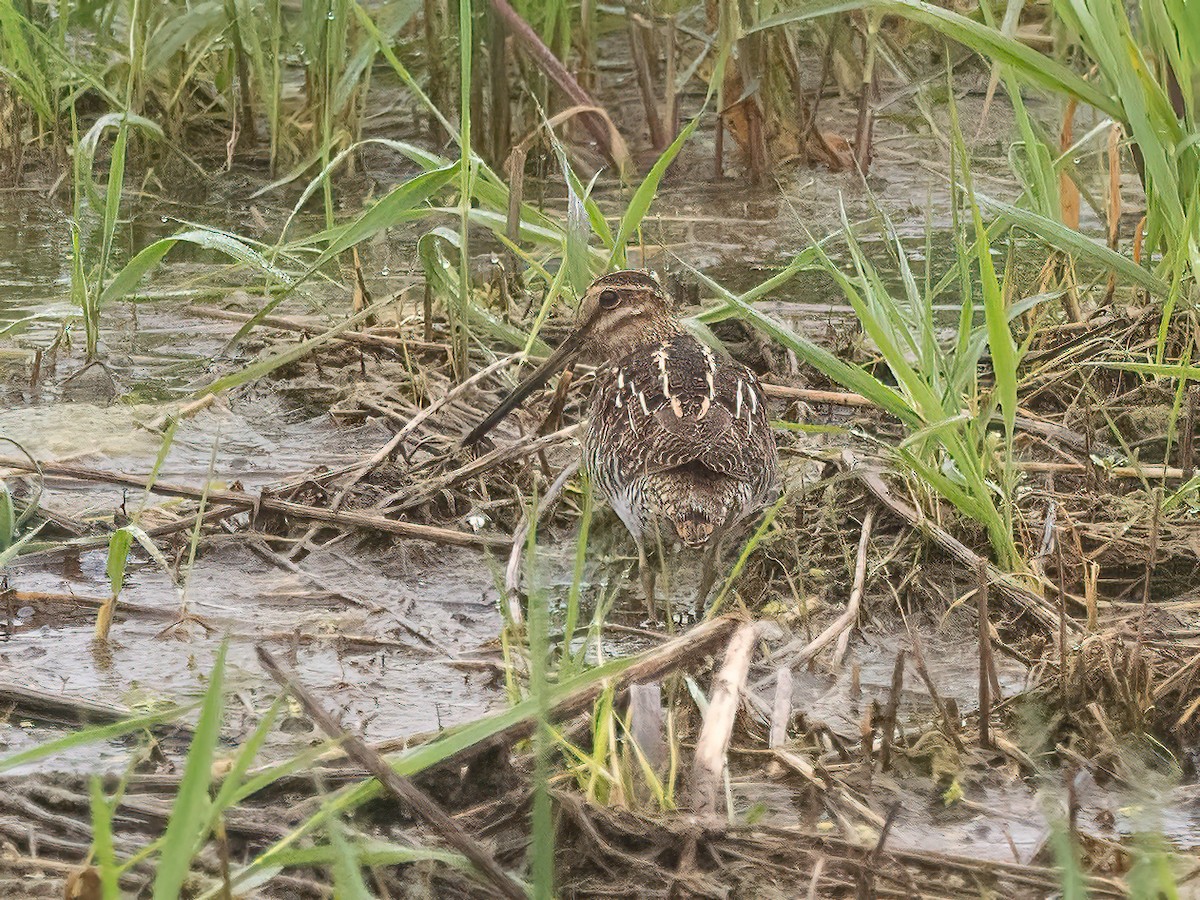 Wilson's Snipe - ML618624079