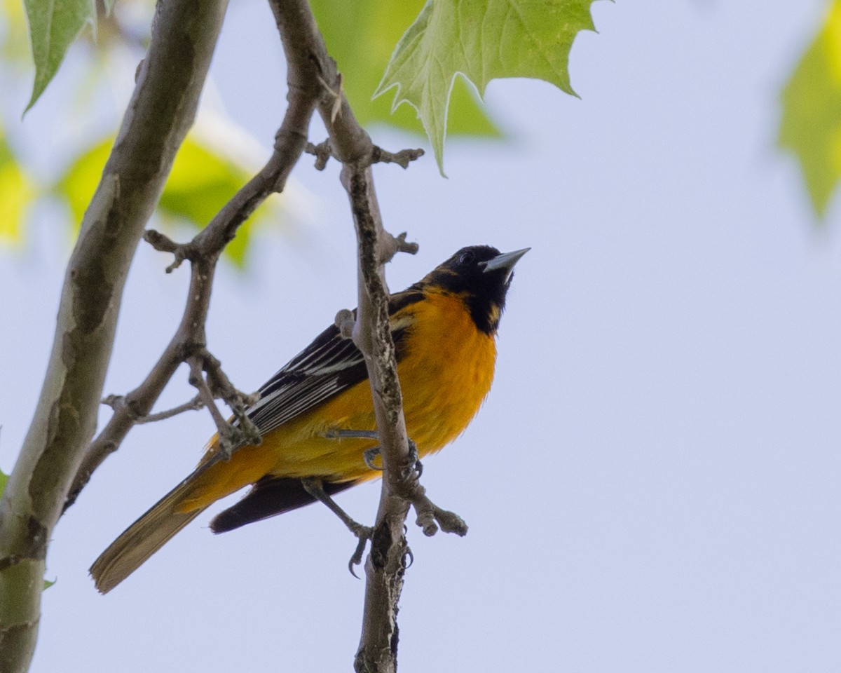 Baltimore Oriole - Dixie Sommers