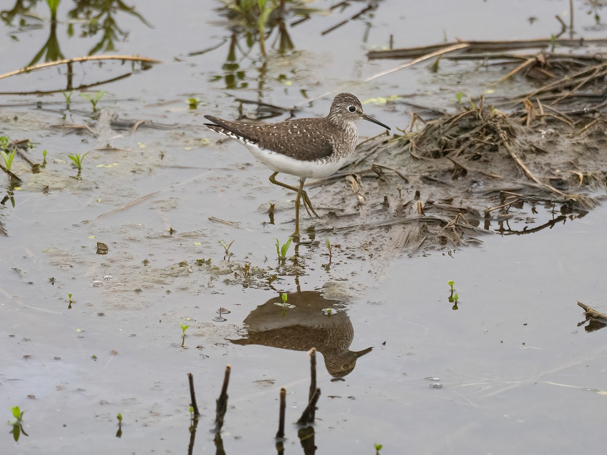 Solitary Sandpiper - ML618624086