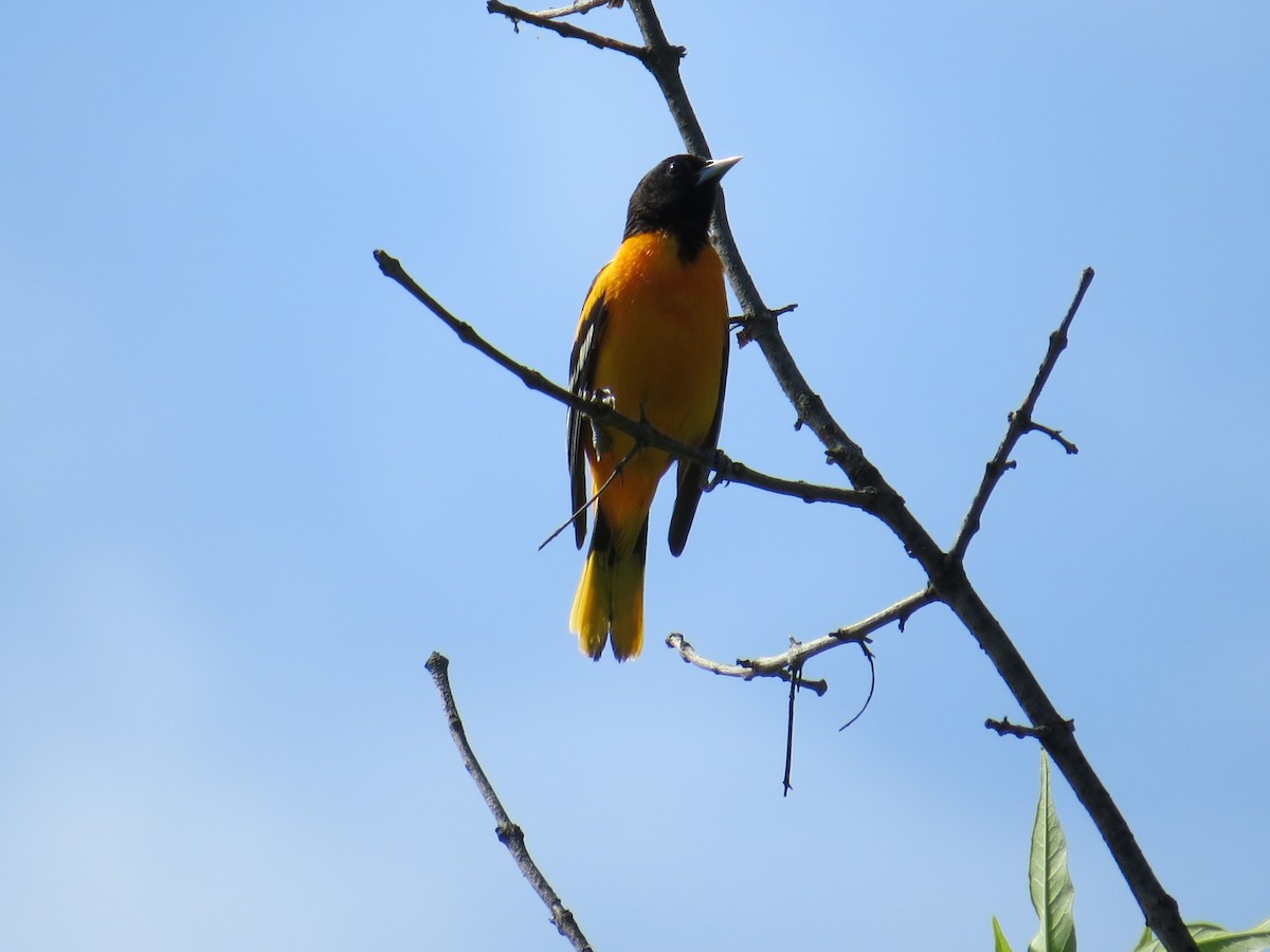 Baltimore Oriole - ML618624098