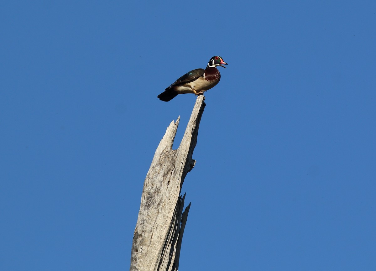 Wood Duck - Kim Weeks