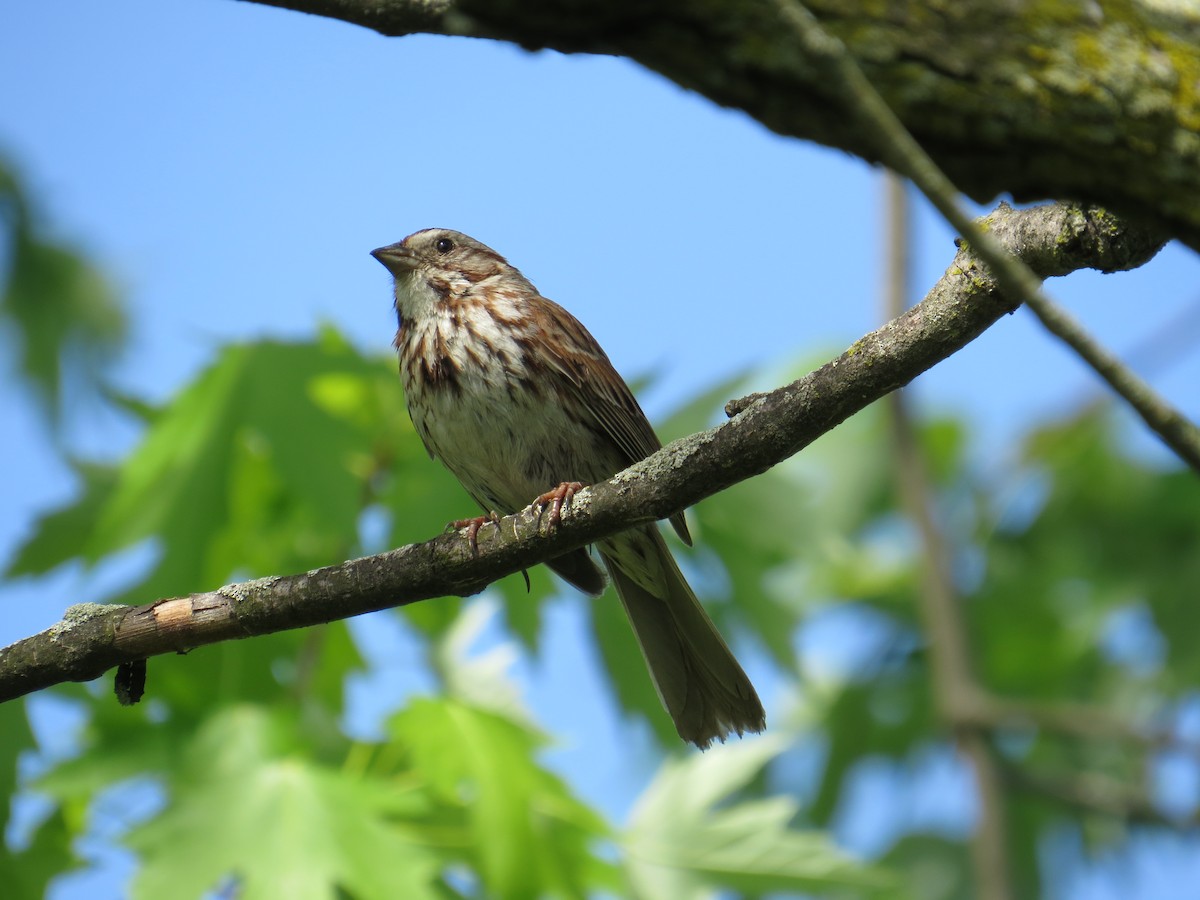 Song Sparrow - Damon Orsetti