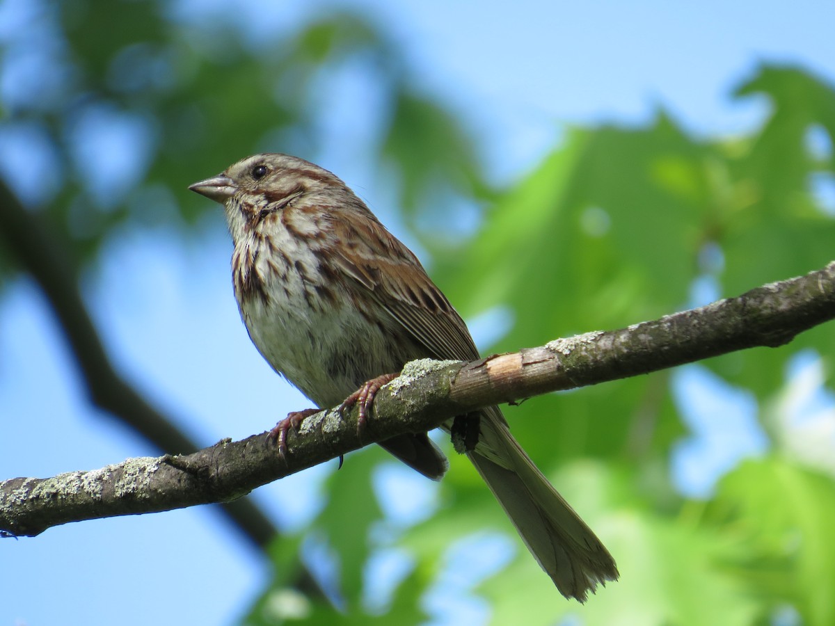 Song Sparrow - Damon Orsetti