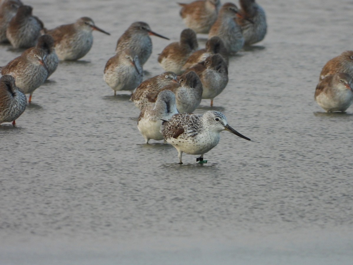 Nordmann's Greenshank - ML618624153