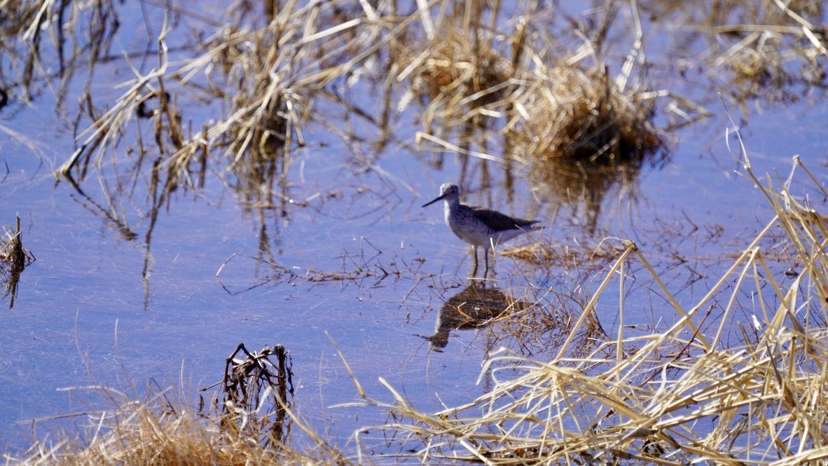 Greater Yellowlegs - ML618624176