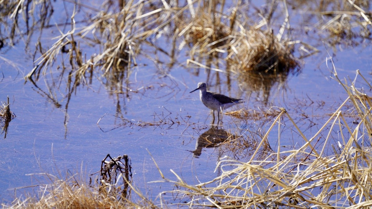 Greater Yellowlegs - donald smith