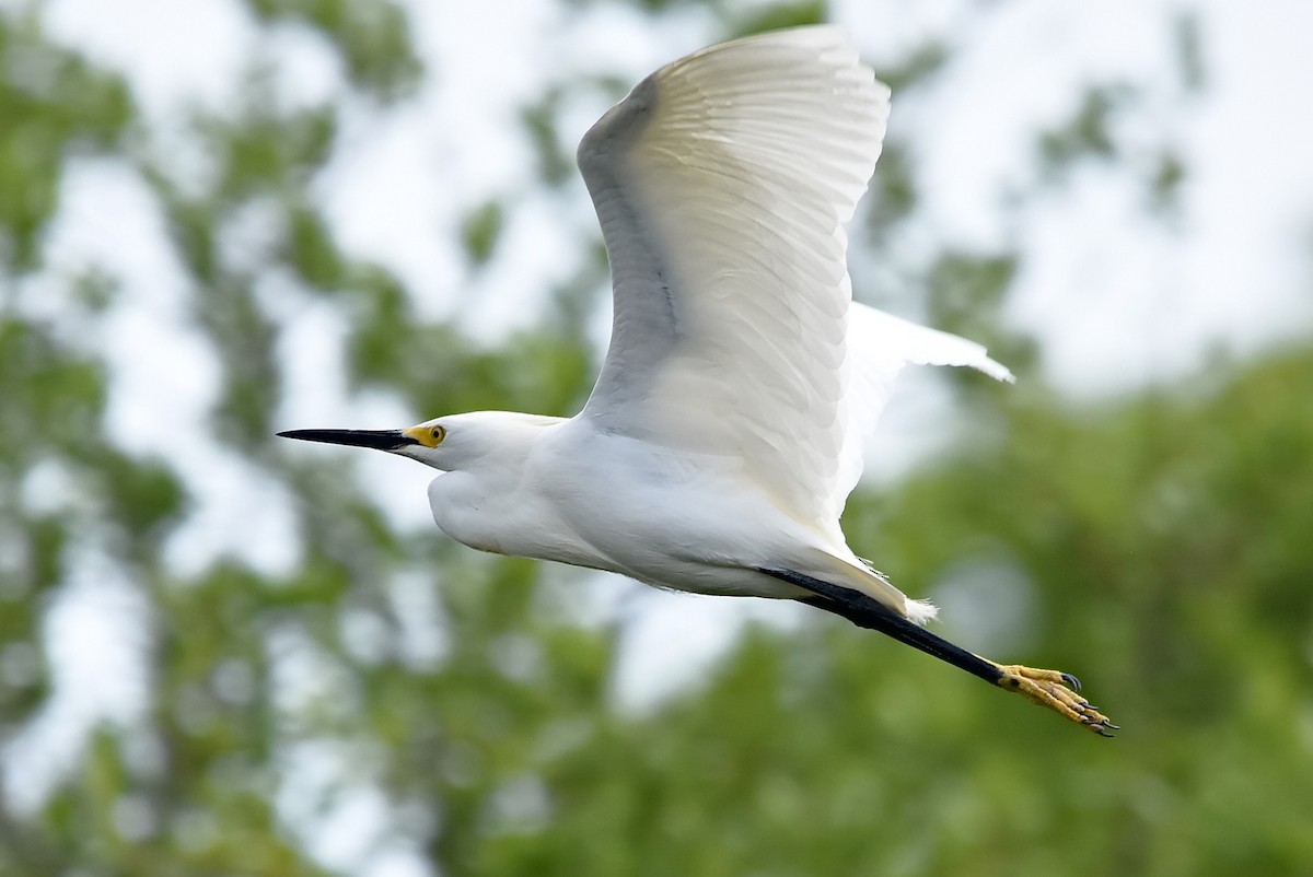 Snowy Egret - ML618624177