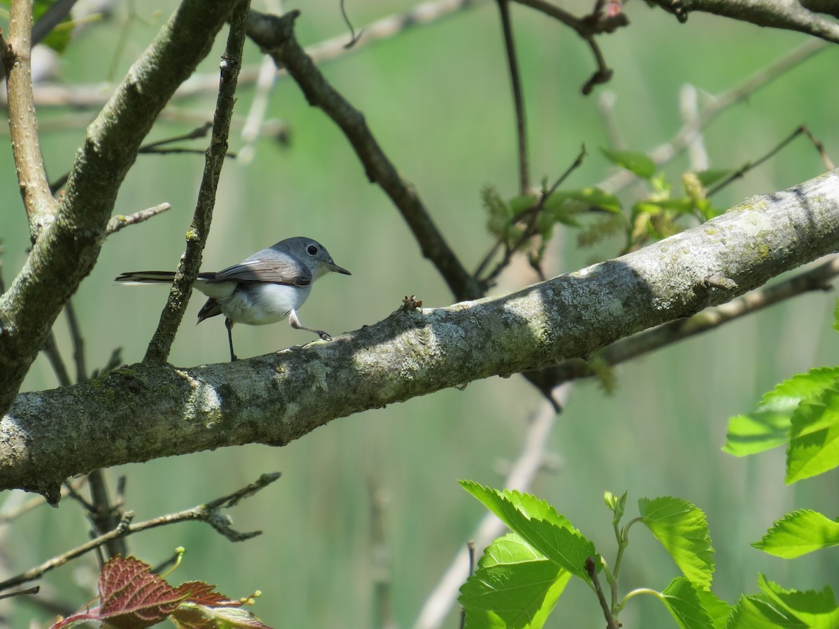 Blue-gray Gnatcatcher - ML618624201