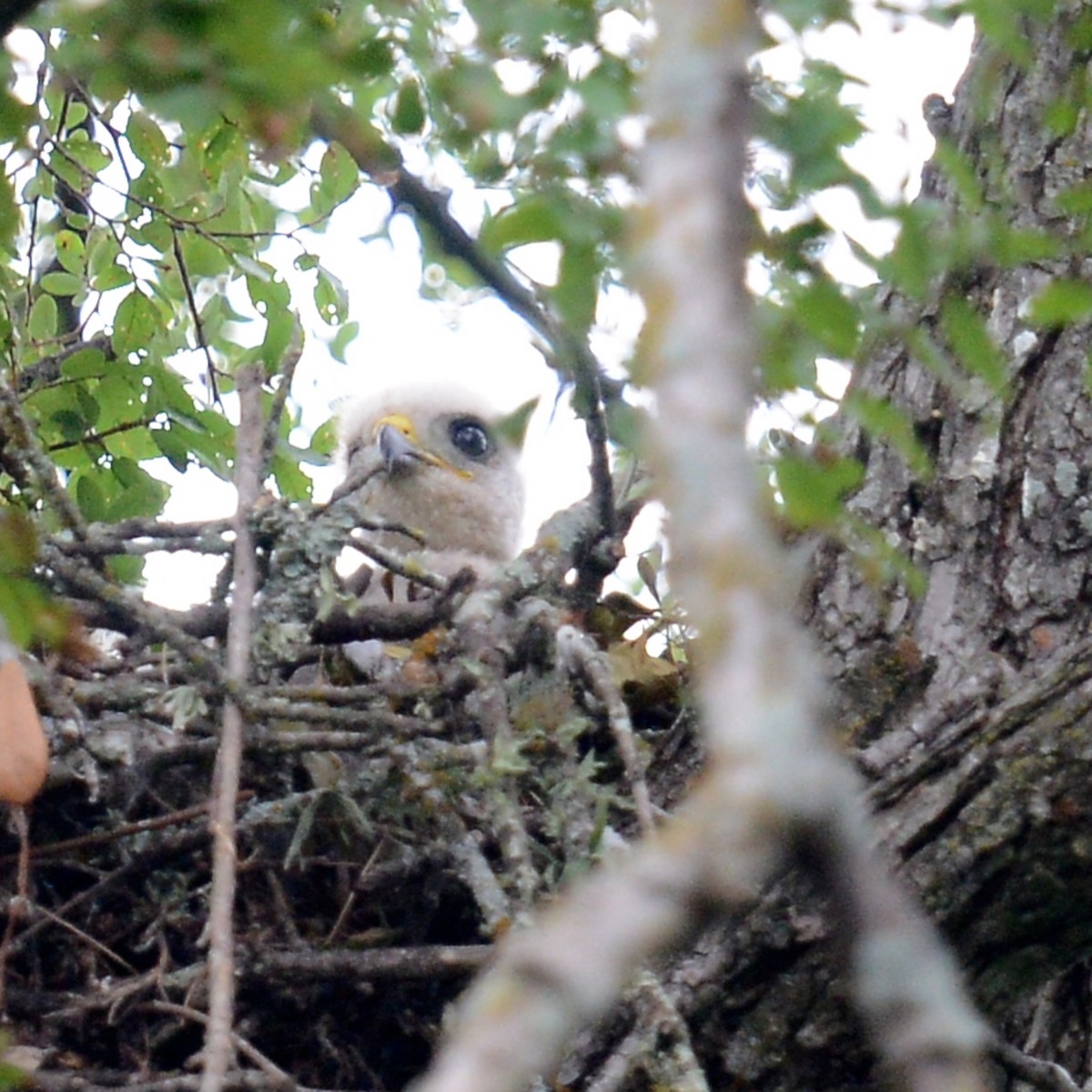 Red-shouldered Hawk - ML618624204