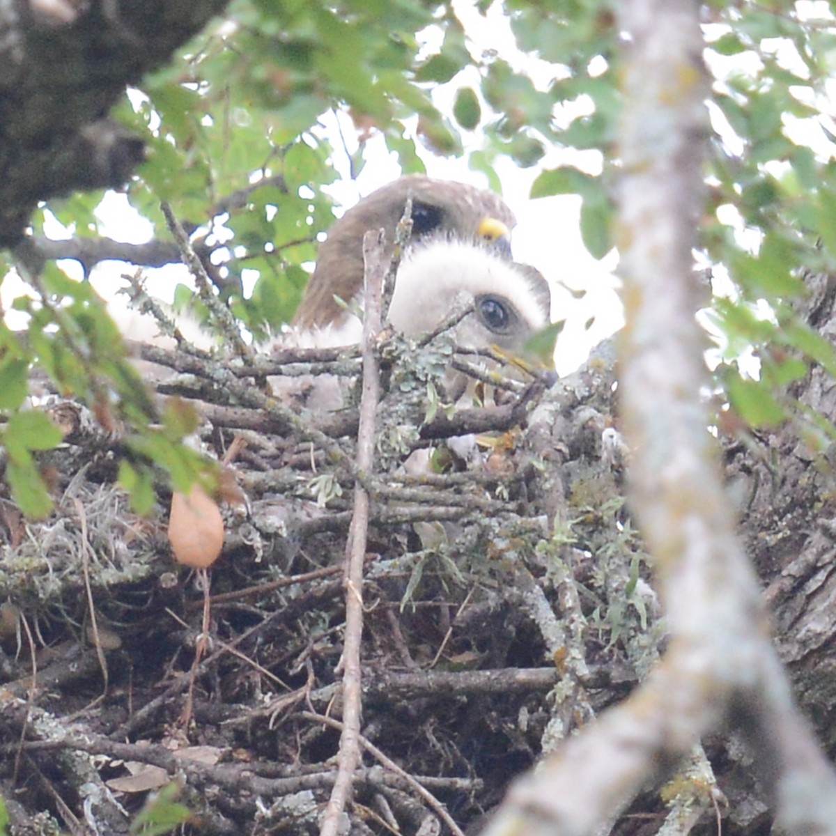 Red-shouldered Hawk - ML618624206