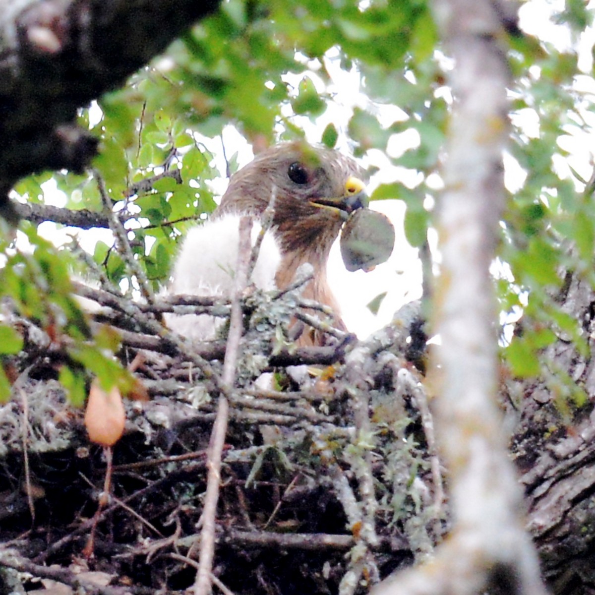 Red-shouldered Hawk - ML618624209