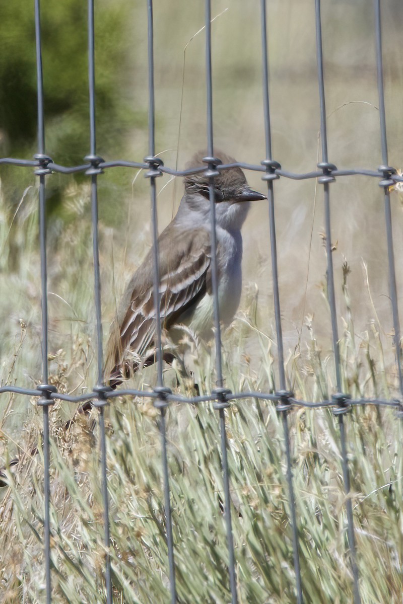 Ash-throated Flycatcher - ML618624210