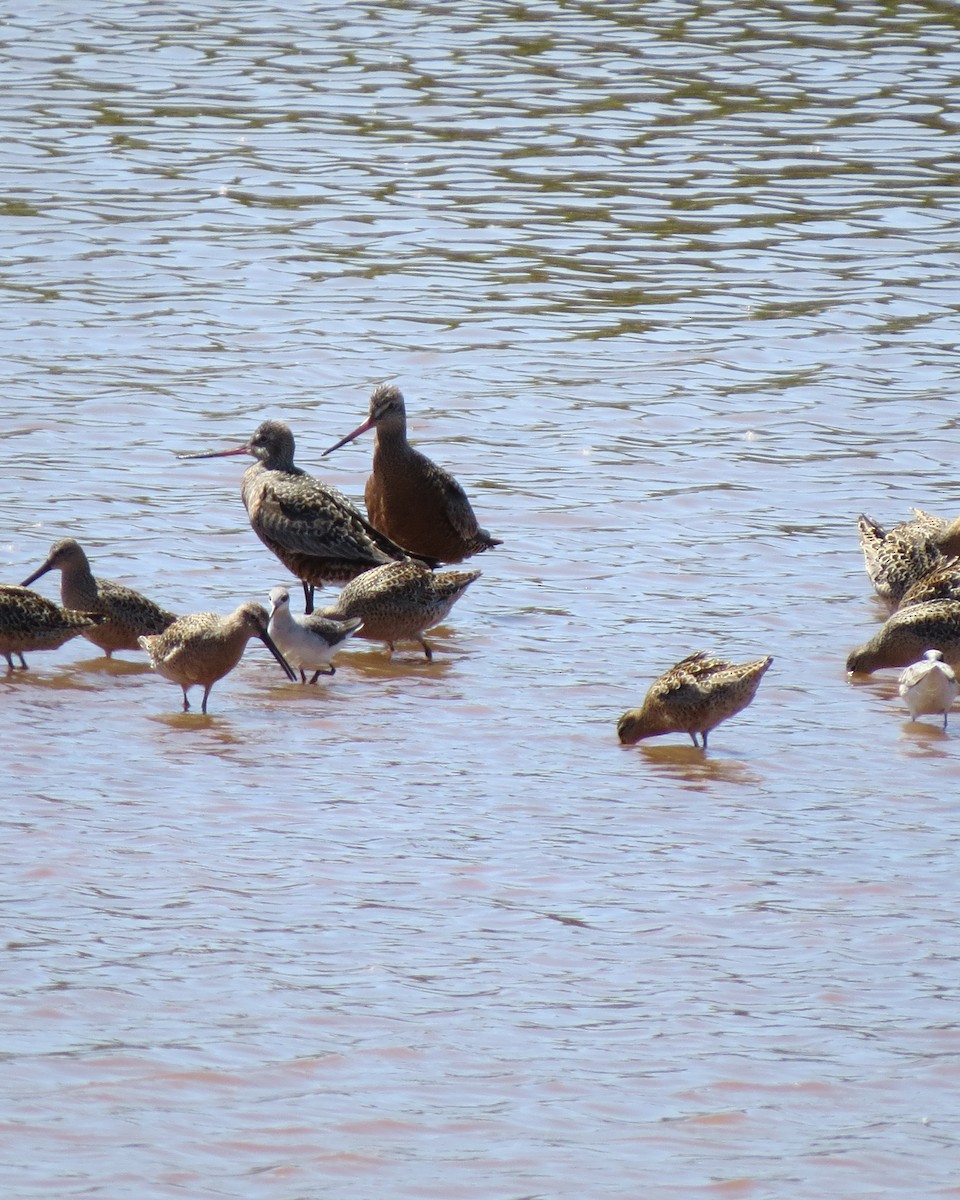 Hudsonian Godwit - ML618624222