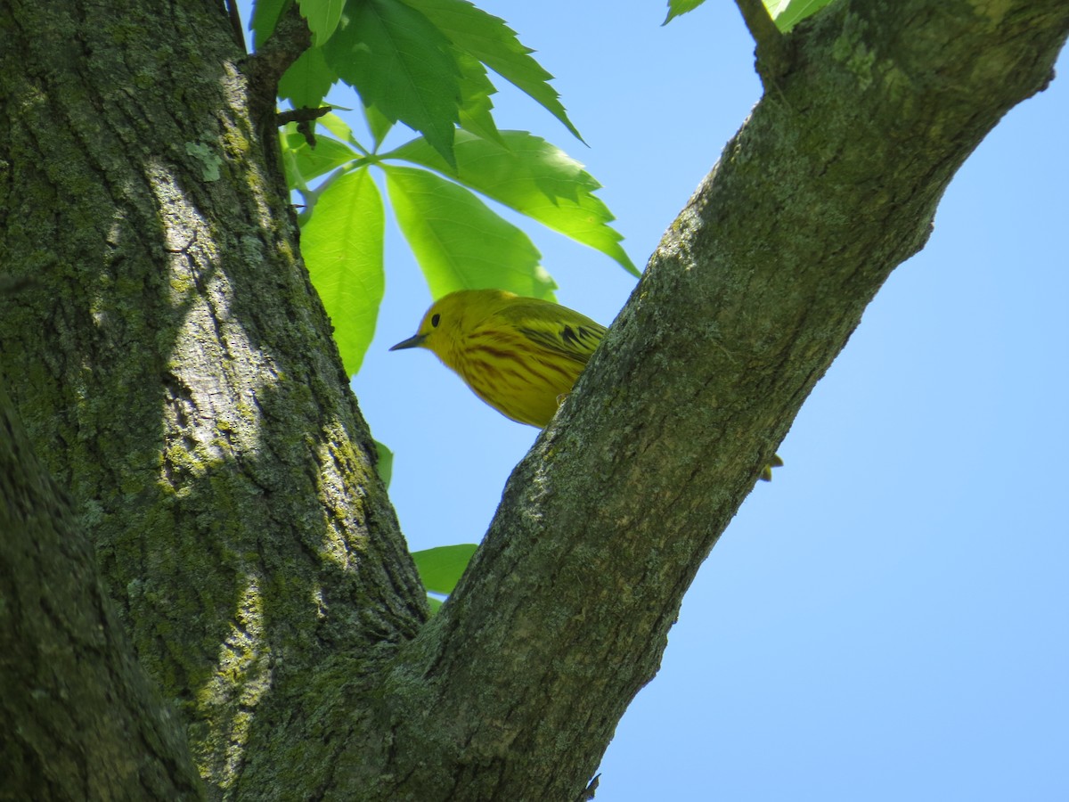 Yellow Warbler - ML618624223