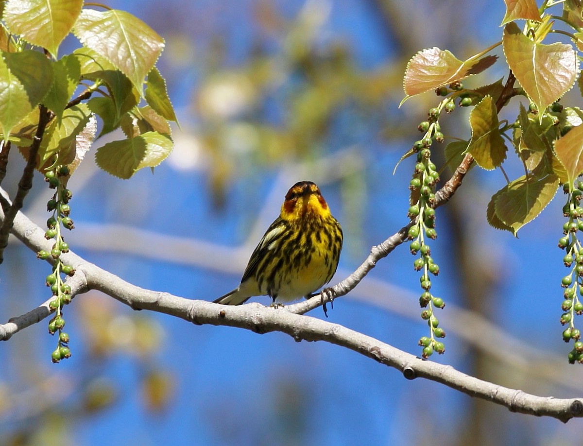 Cape May Warbler - Kim Weeks