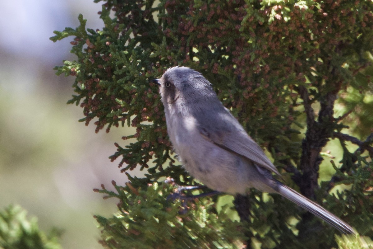 Bushtit - ML618624233