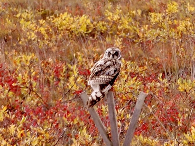 Short-eared Owl - ML618624240
