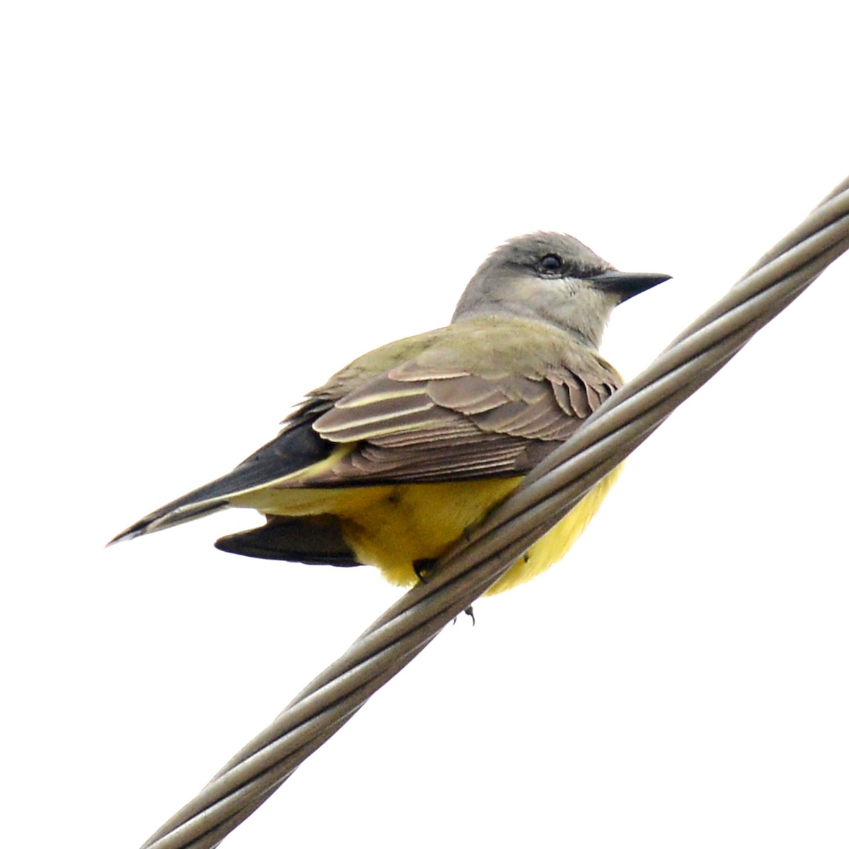 Western Kingbird - ML618624260