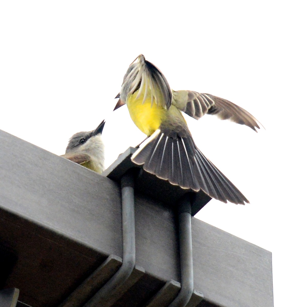 Western Kingbird - ML618624262