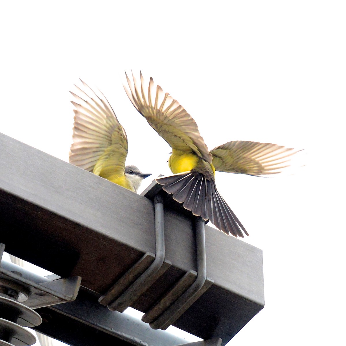 Western Kingbird - ML618624263