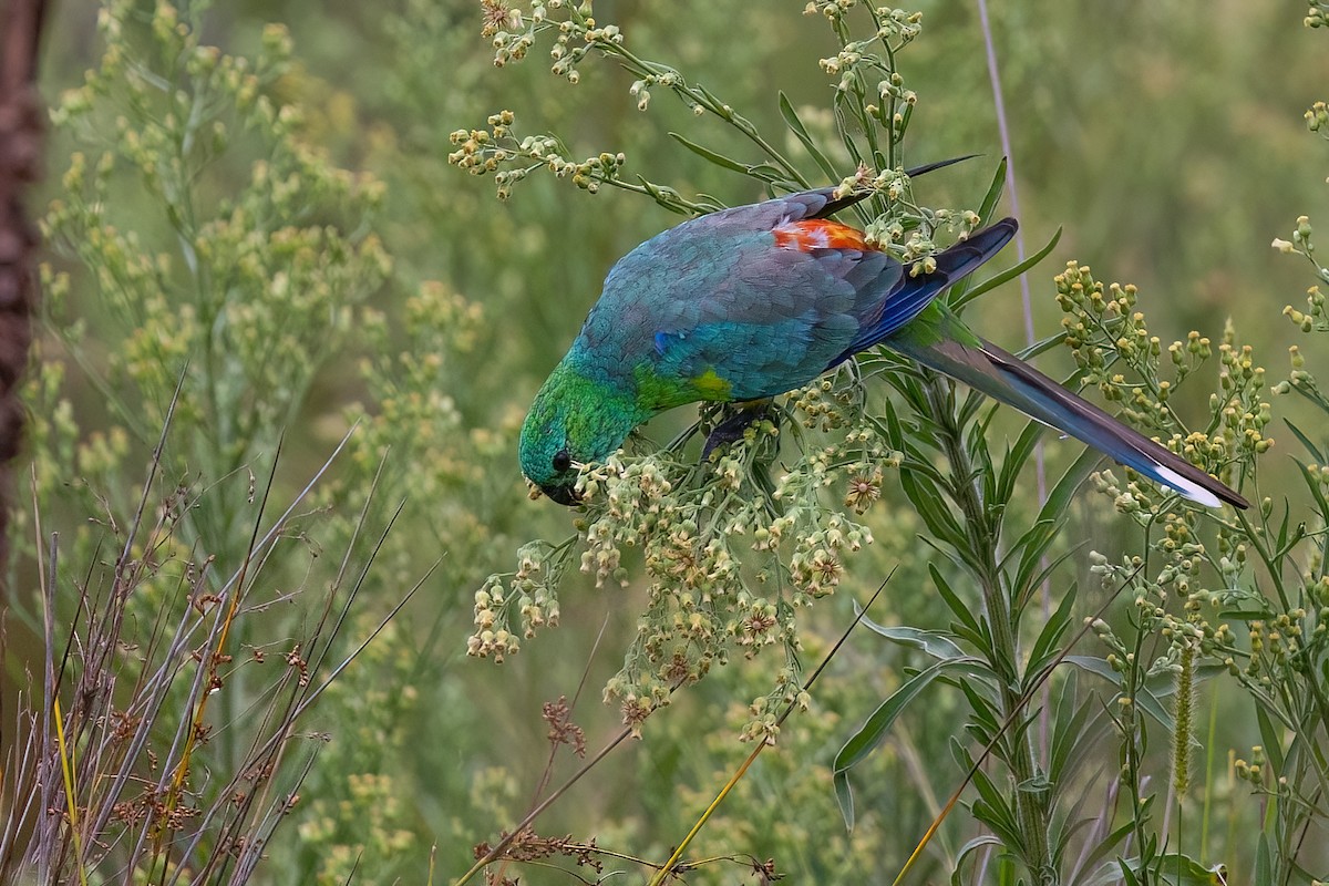 Red-rumped Parrot - ML618624306