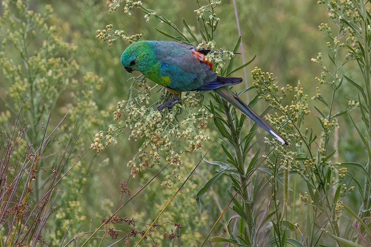 Red-rumped Parrot - ML618624307
