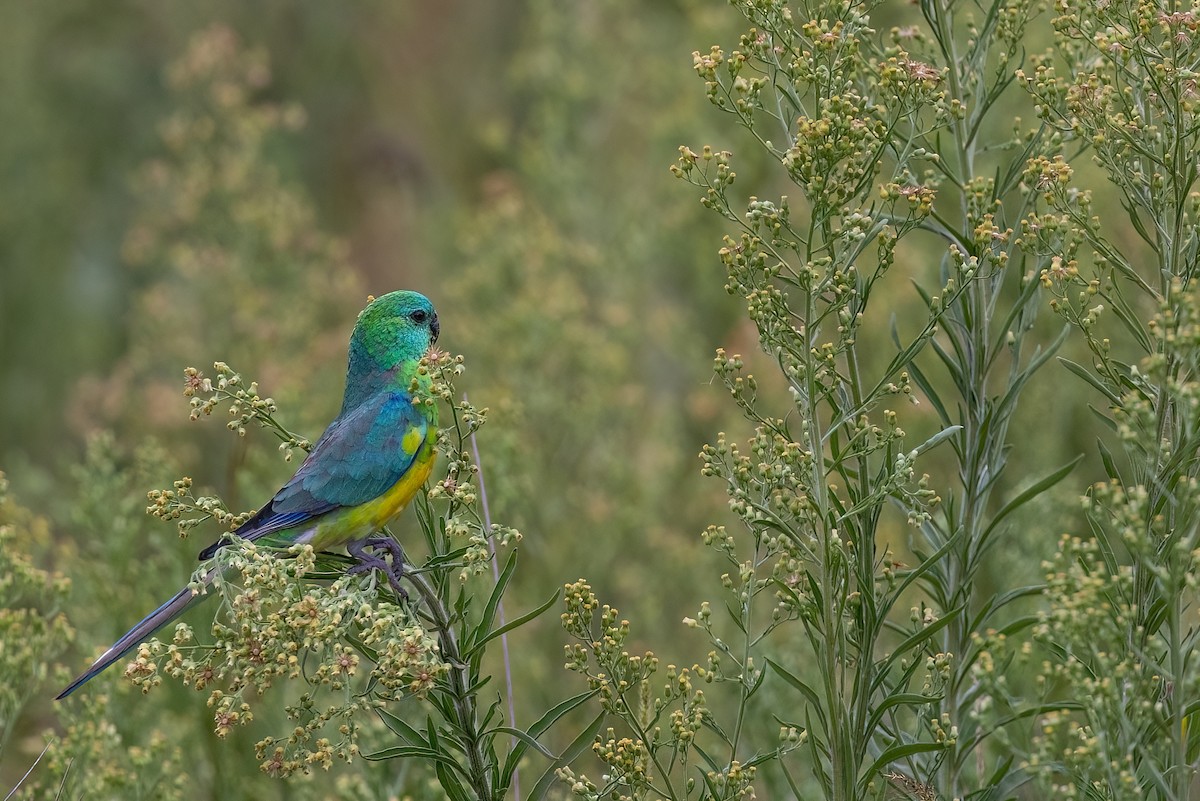 Red-rumped Parrot - ML618624308