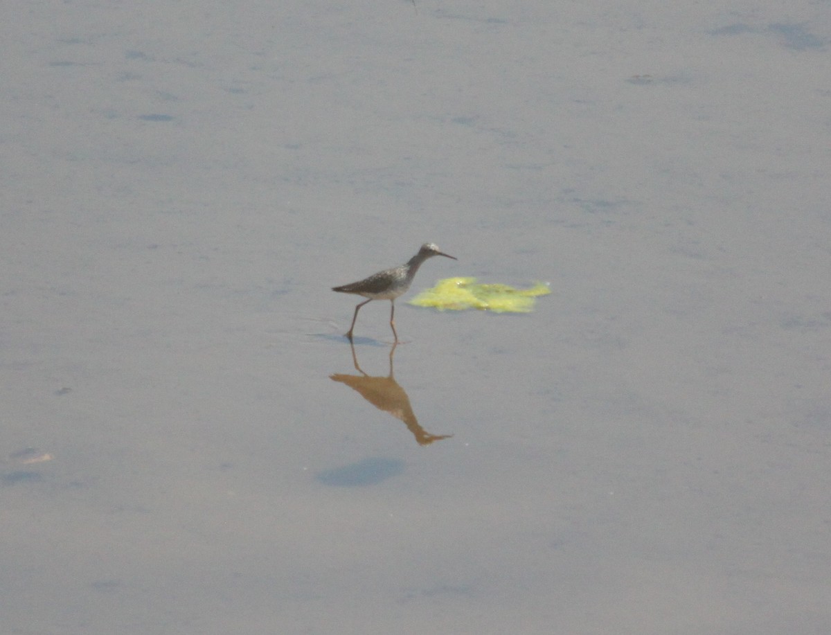 Lesser Yellowlegs - ML618624311