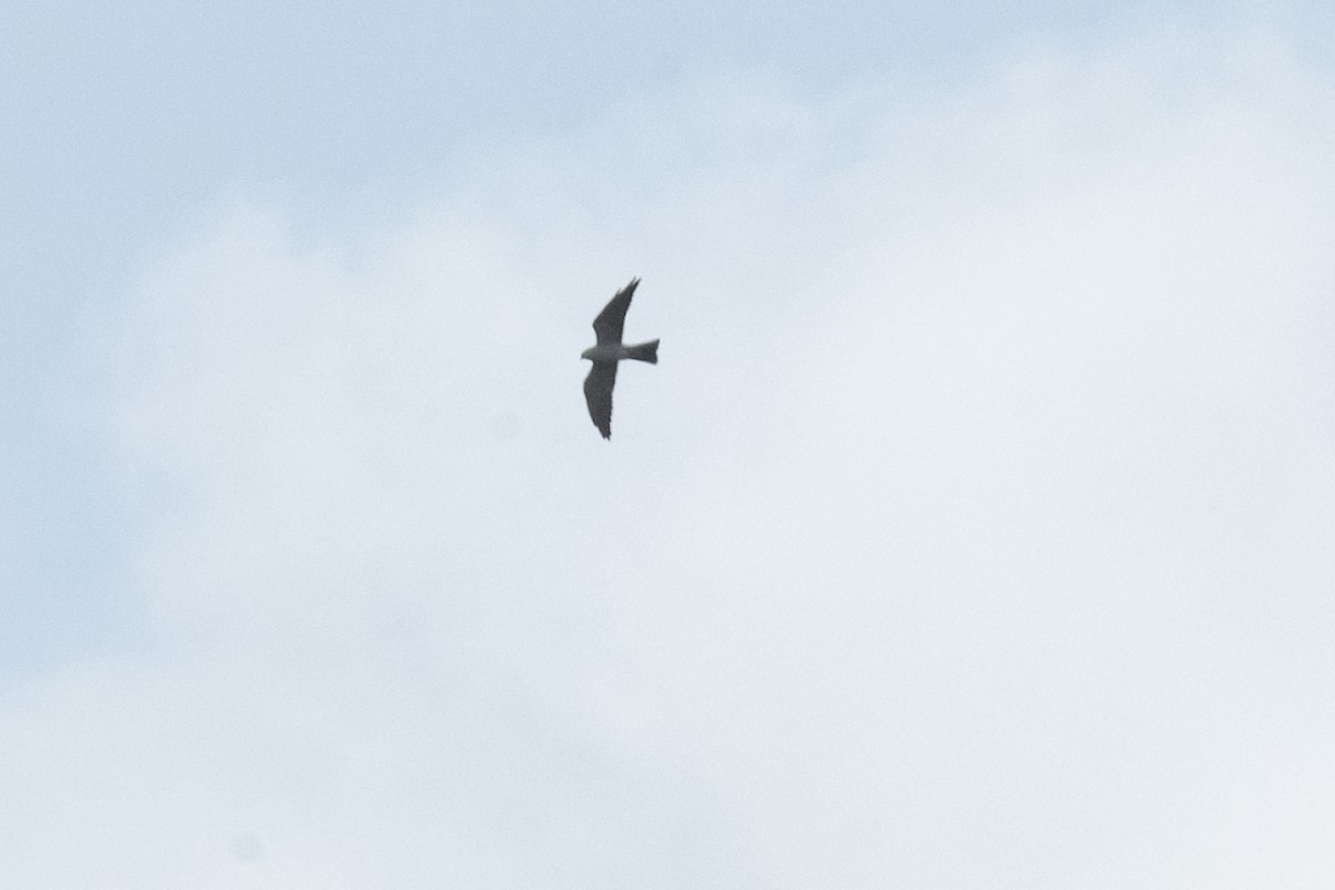 Mississippi Kite - ML618624328