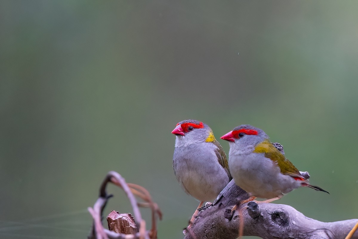 Red-browed Firetail - ML618624343