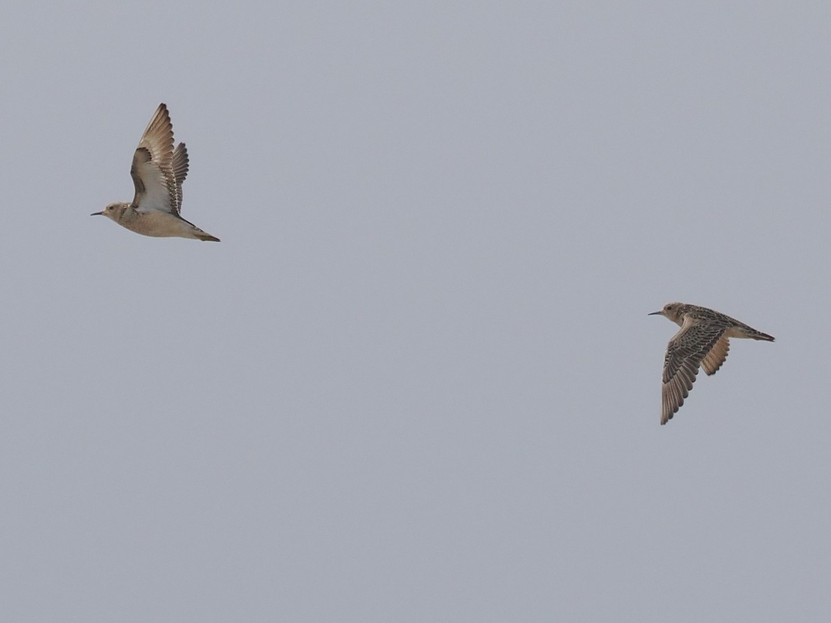 Buff-breasted Sandpiper - ML618624359